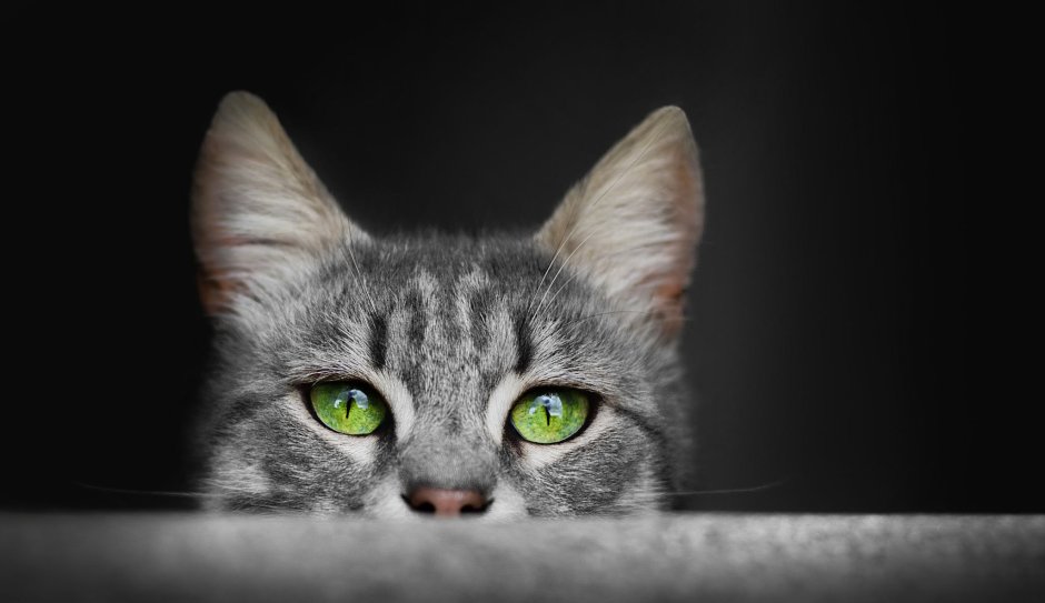 Кошка серая