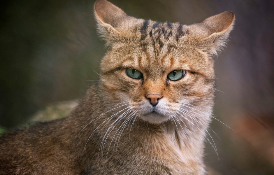 Кот с поджатыми ушами
