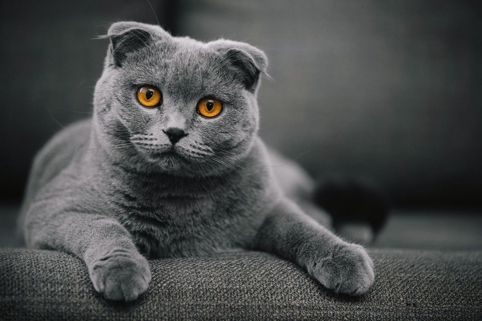 Скоттиш-фолд Шотландская вислоухая кошка черная