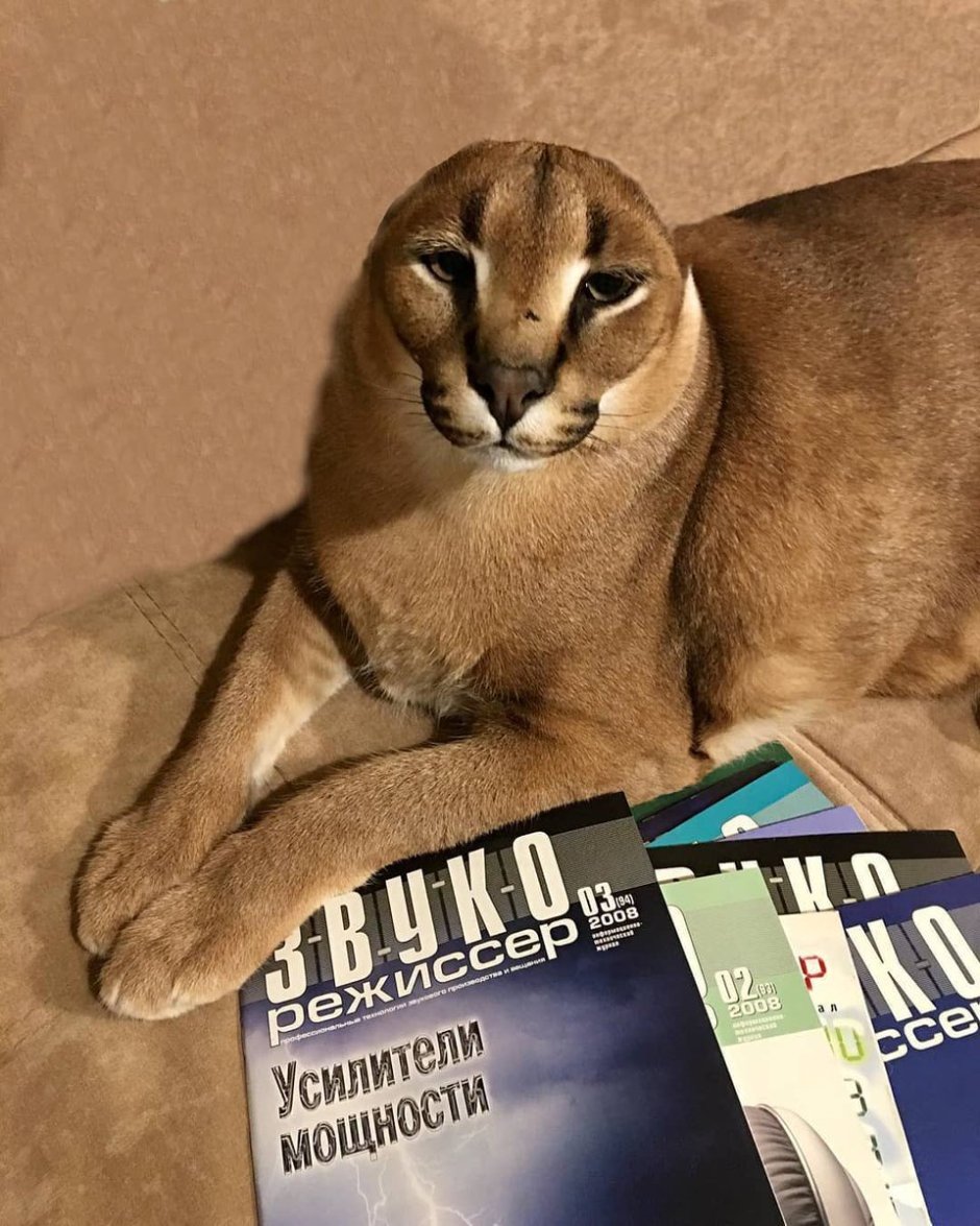 Кот Минимализм