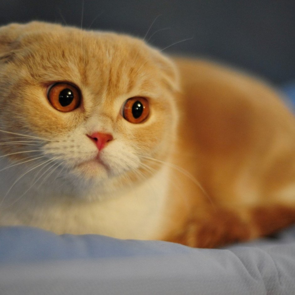 Шотландская вислоухая кошка