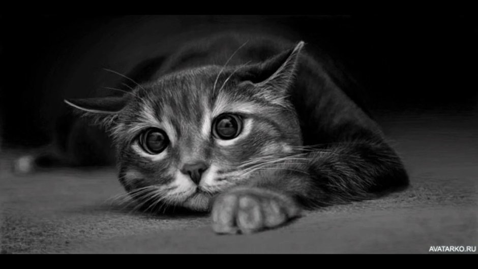Котик боится