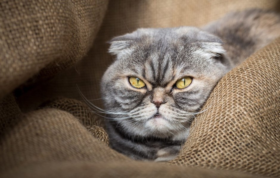 Котенок удивлен