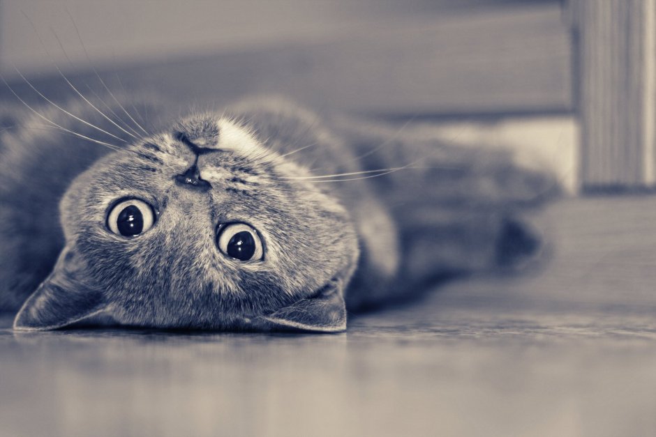 Кот поджал уши