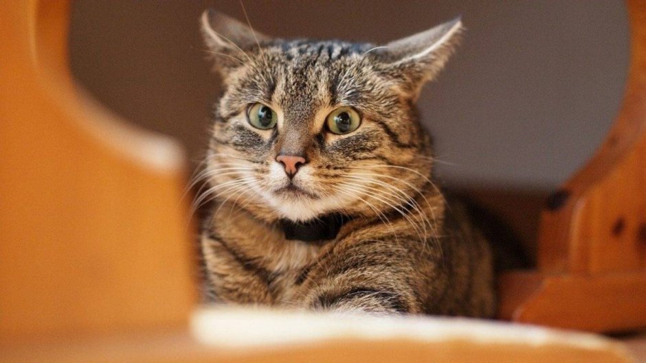 Любопытная кошка
