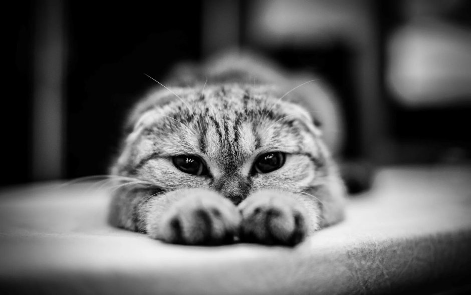 Скоттиш фолд с голубыми глазами