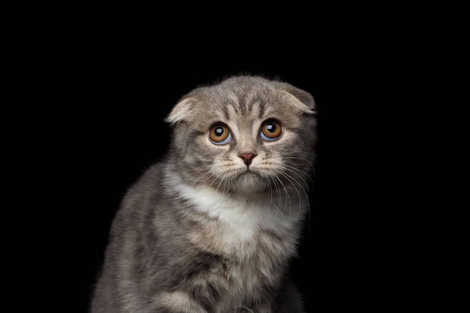 Скоттиш фолд рыжий