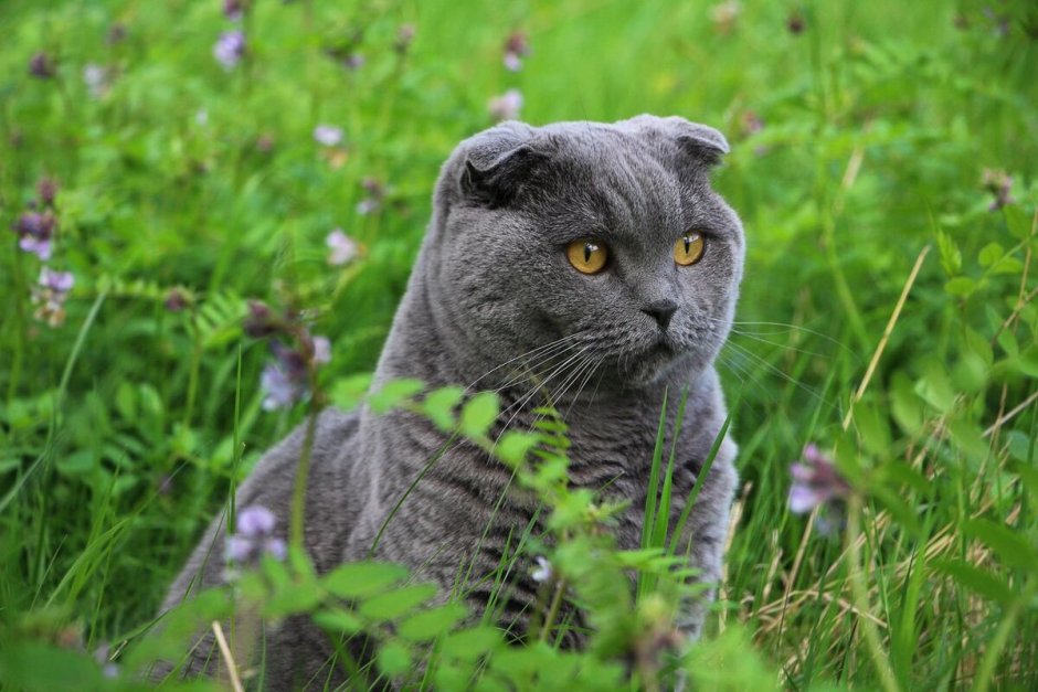Кошка скоттиш фолд