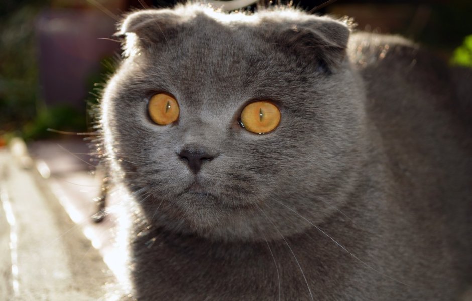 Сибирская вислоухая кошка