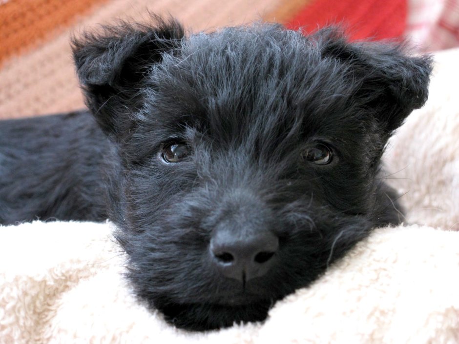 Scottish Terrier Puppies