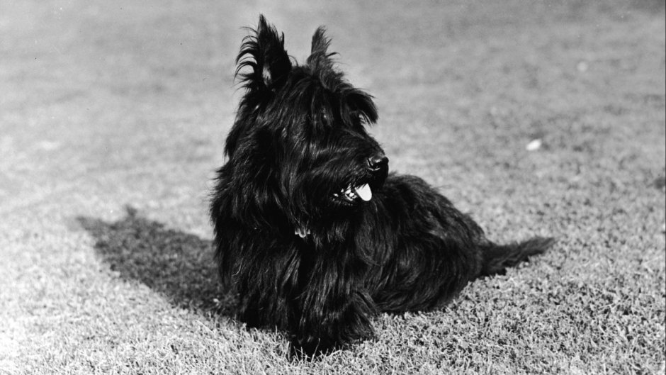 Kerry Blue Terrier Puppies