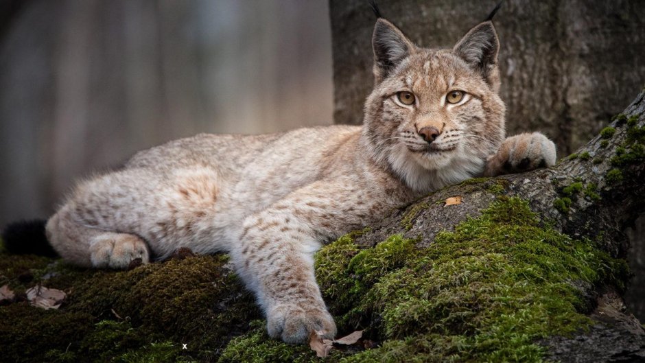 Обыкновенная Рысь Lynx Lynx