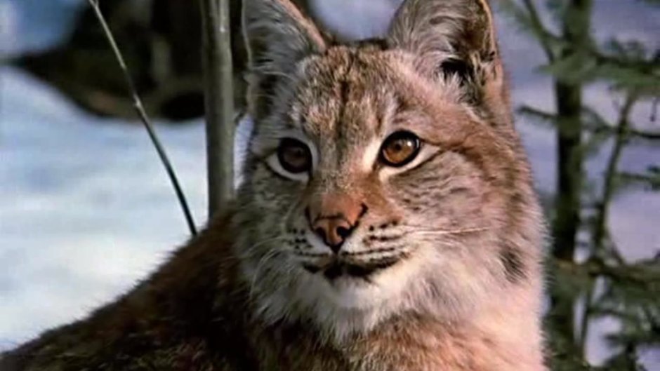 Рысь - Lynx Lynx (Linnaeus, 1758)