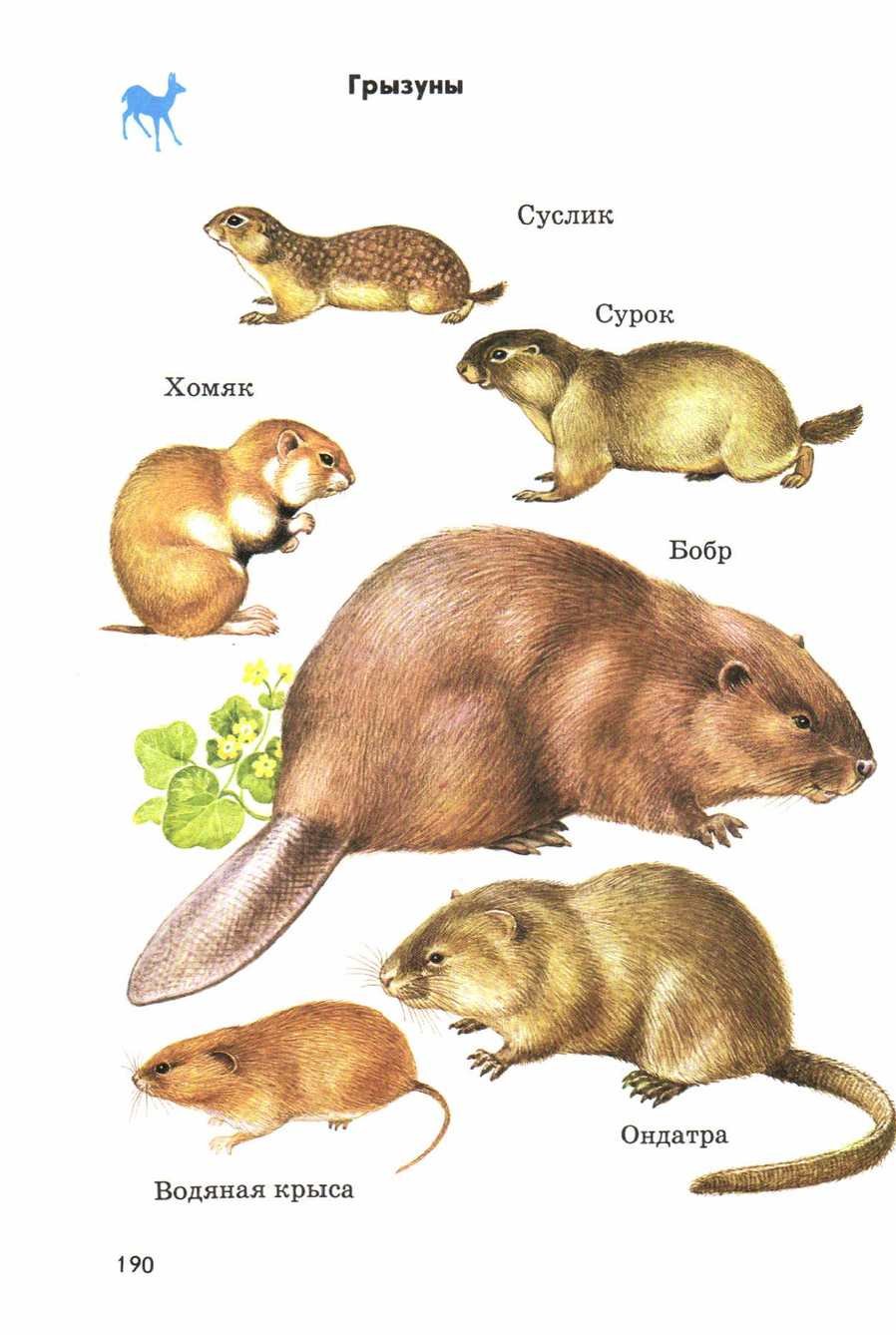 Грызуны с названиями