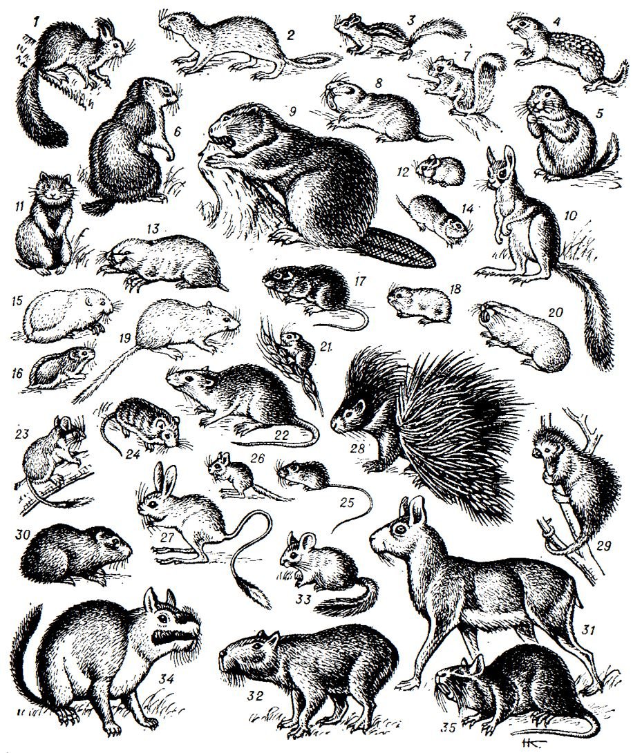 Семейство грызунов