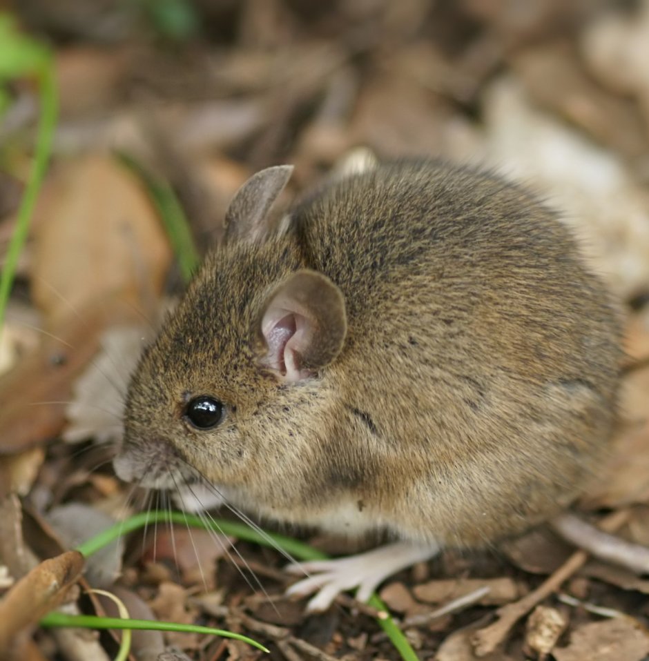 Полевая мышь Apodemus agrarius Pallas.