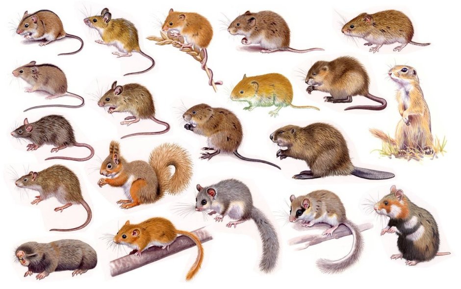 Название всех грызунов