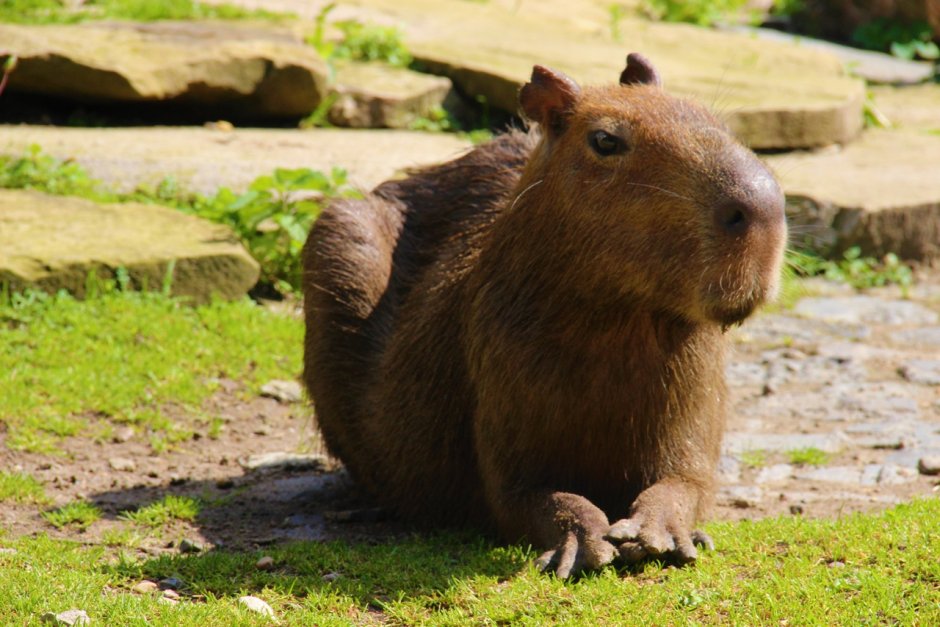 Капибара Юла