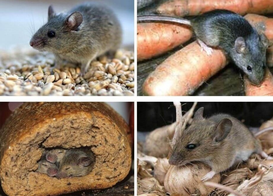 Мышь полевка и домовая отличия