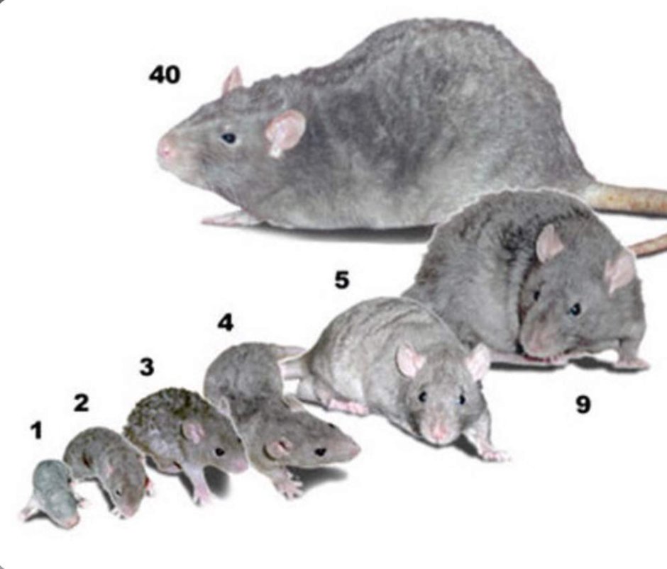 Хомяк породы морских свинок