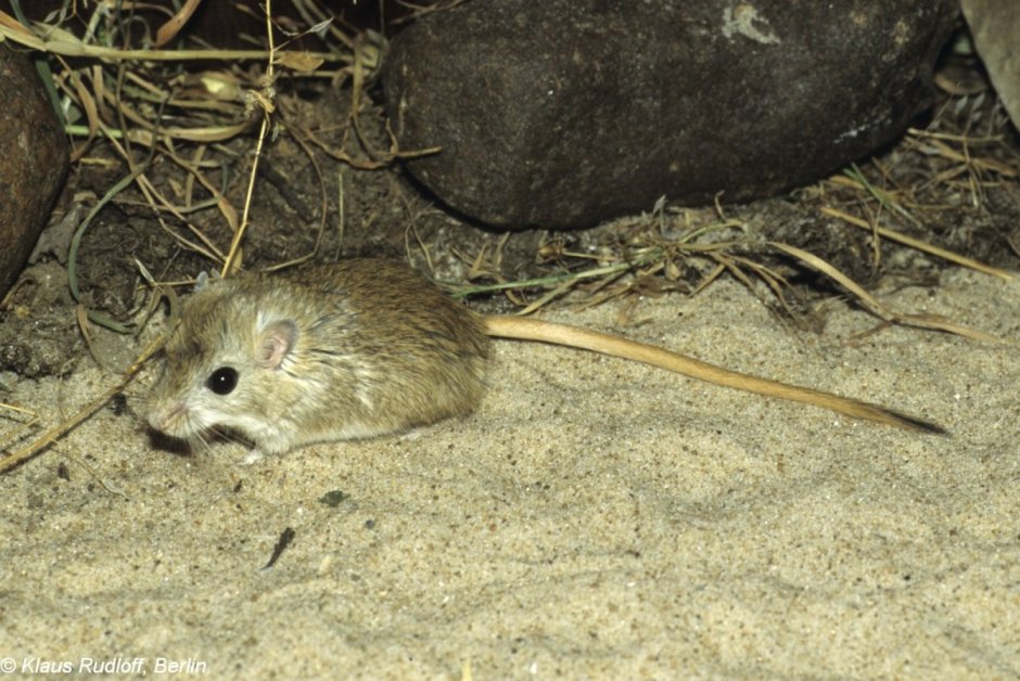 Полевая мышь Apodemus agrarius