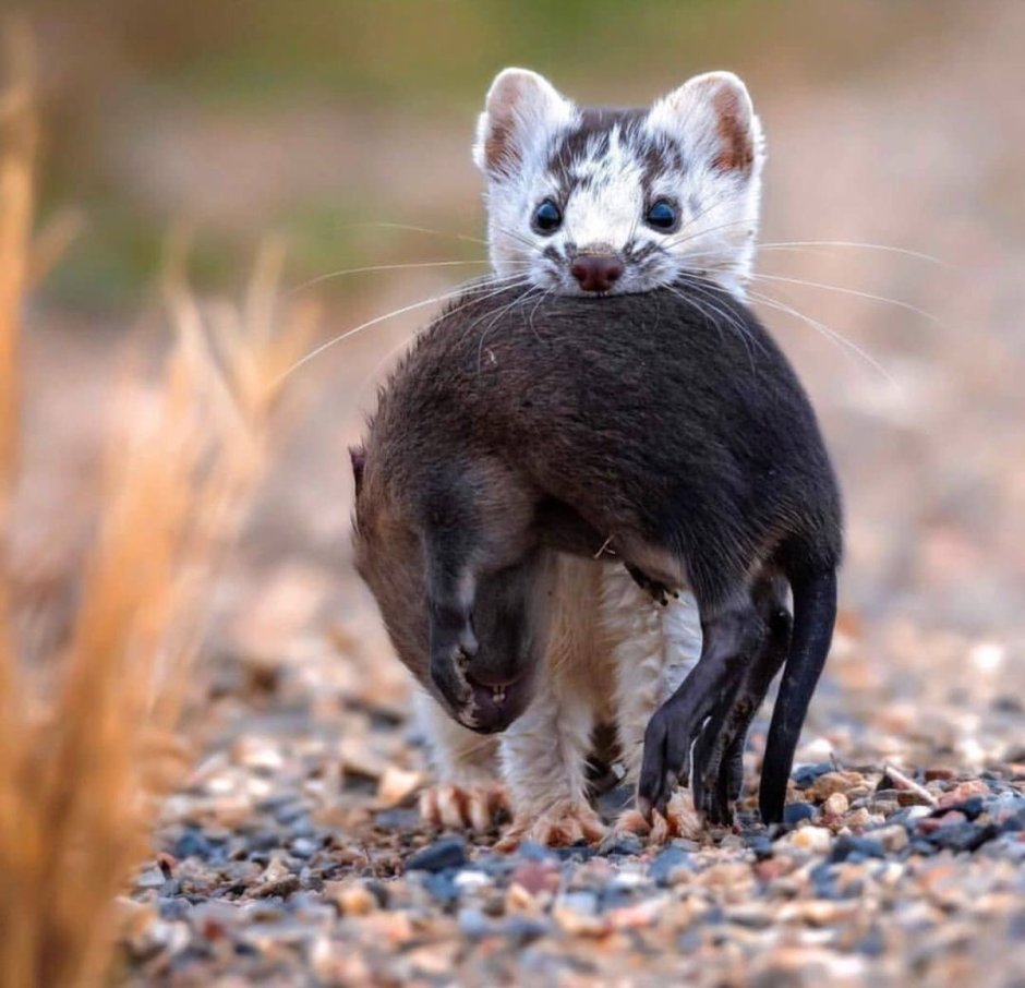 Мышь полевка