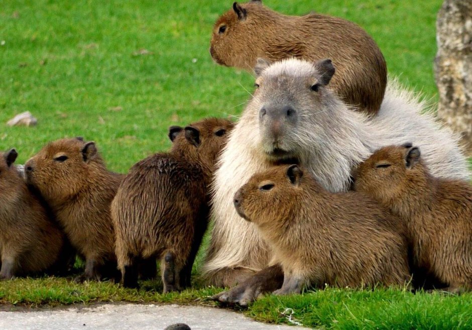 Капибара альбинос