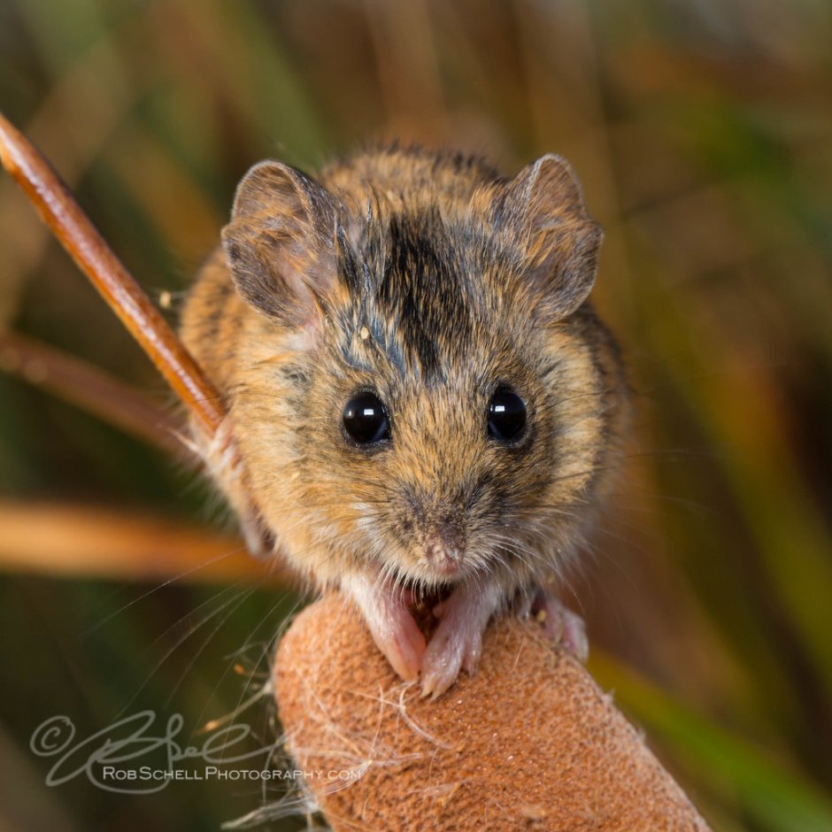 Болотный хомячок