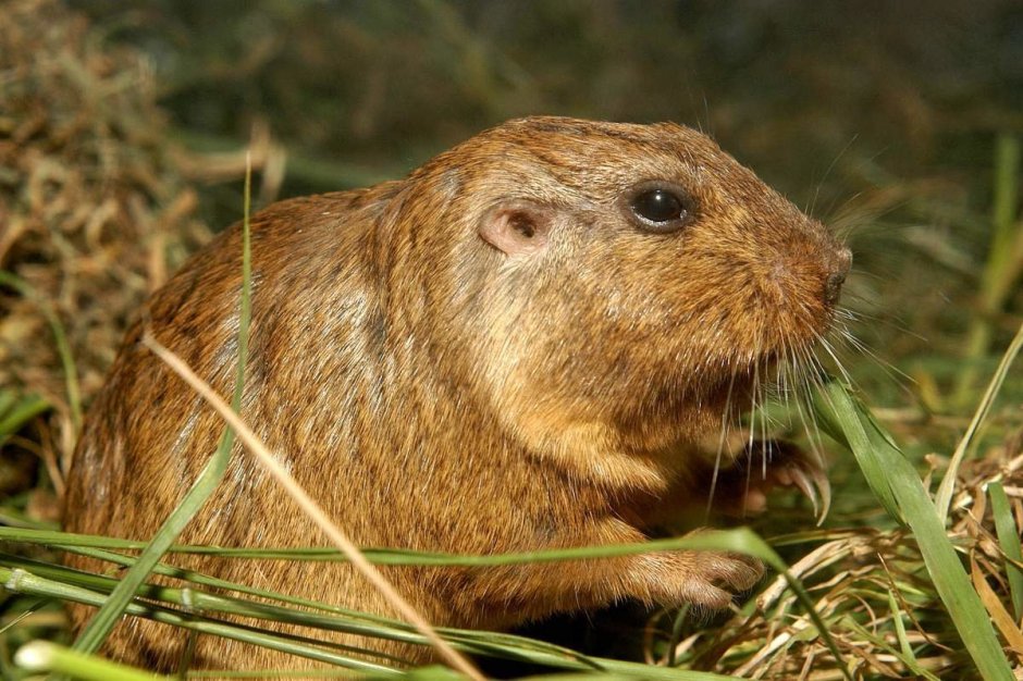 Животные Южной Америки Туко Туко