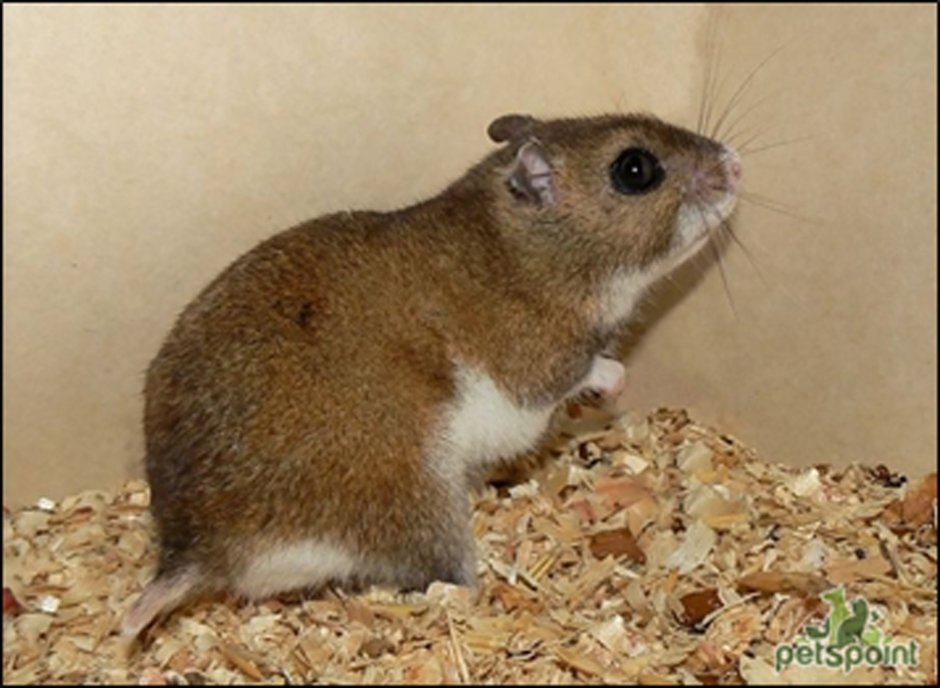 Хомячок Эверсманна