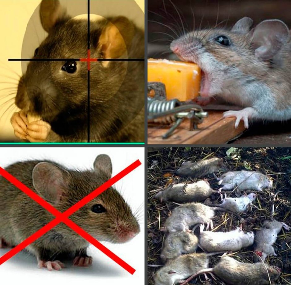 Дератизация бесприманочный метод