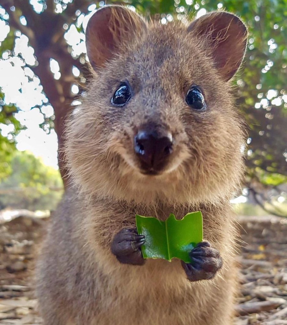 Кенгуру Квокка
