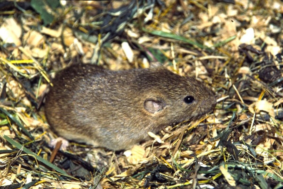 Рыжая полевка ГЛПС