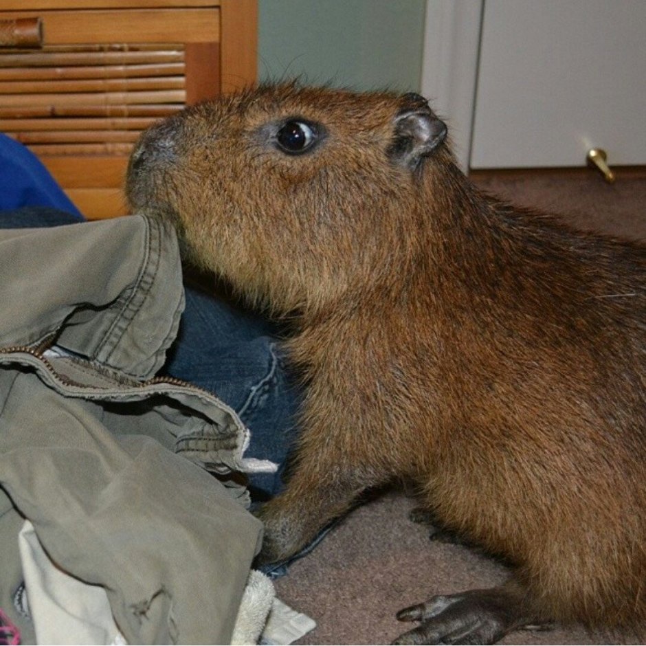 Парнокопытные Грызуны