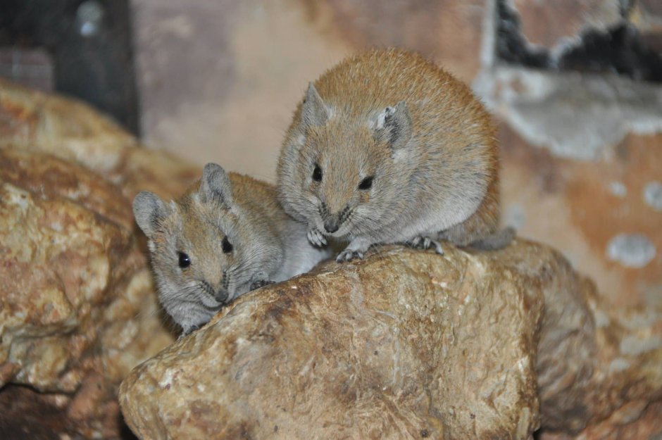 Мышь иглистая