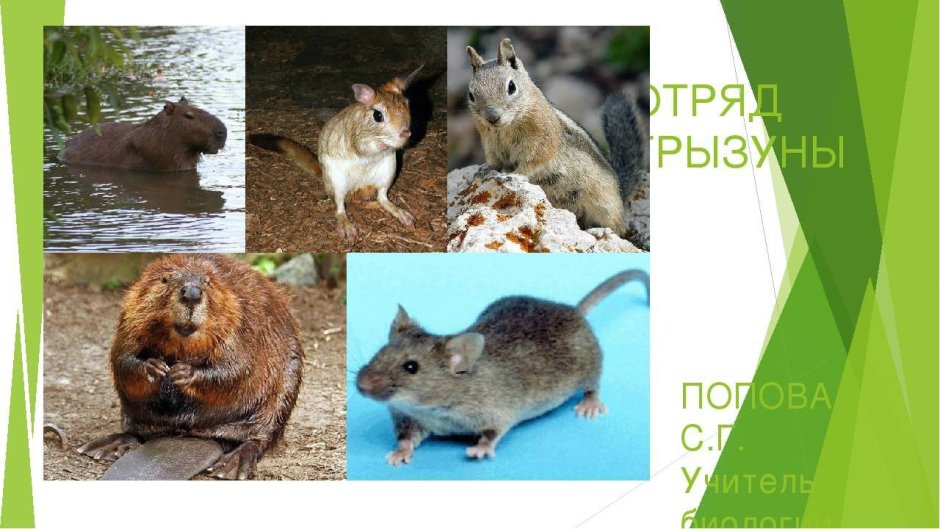 Отряд Грызуны представители