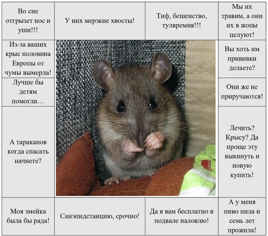 Четыре крысы