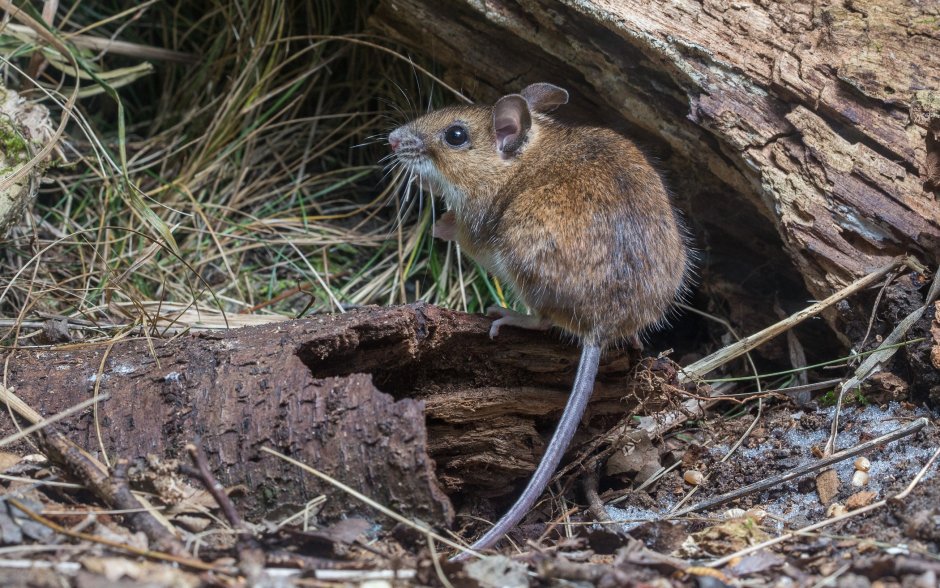 Мышь на крупу
