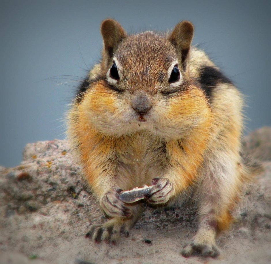 Порода и расцветки домашних крыс