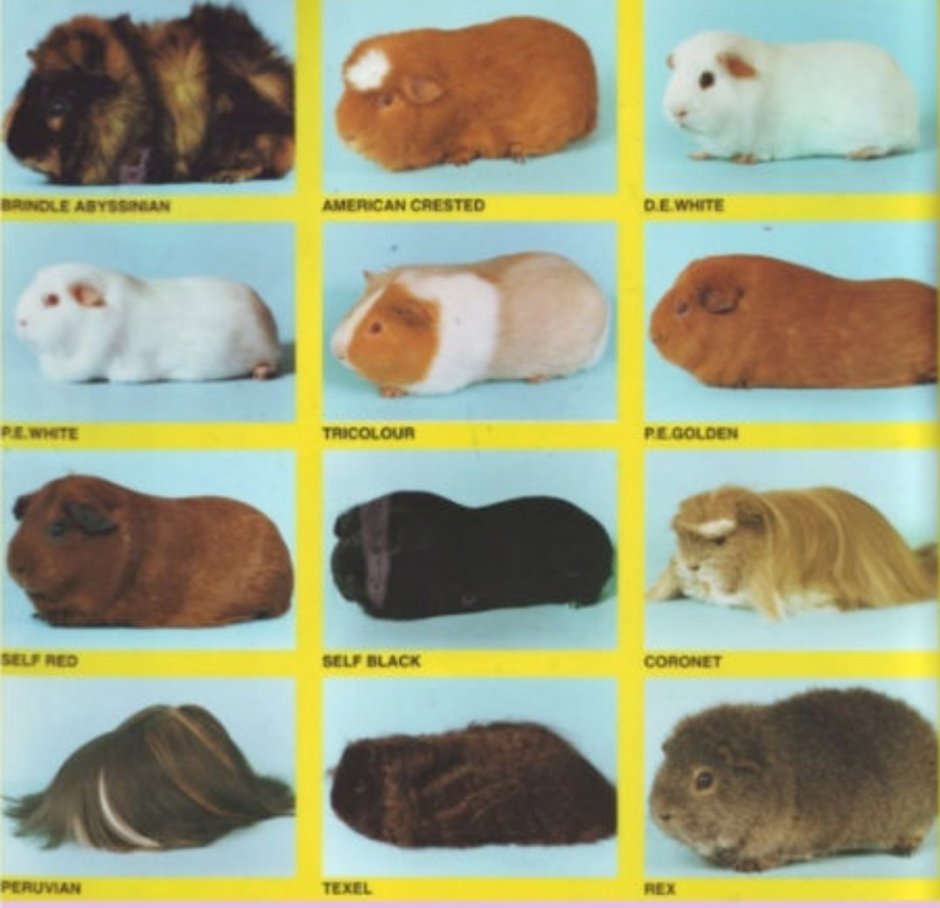 Как питаются разные животные