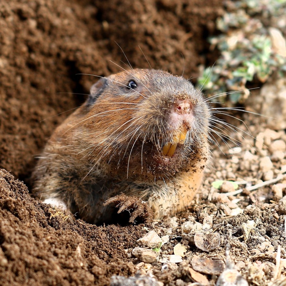 Общественная полевка (Microtus socialis)