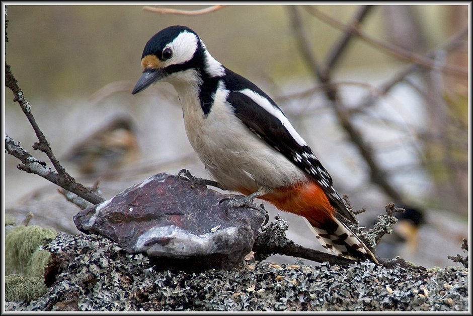 Petroica rodinogaster