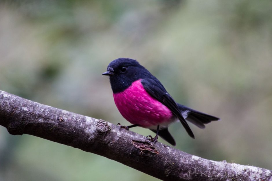 Pink Robin птичка