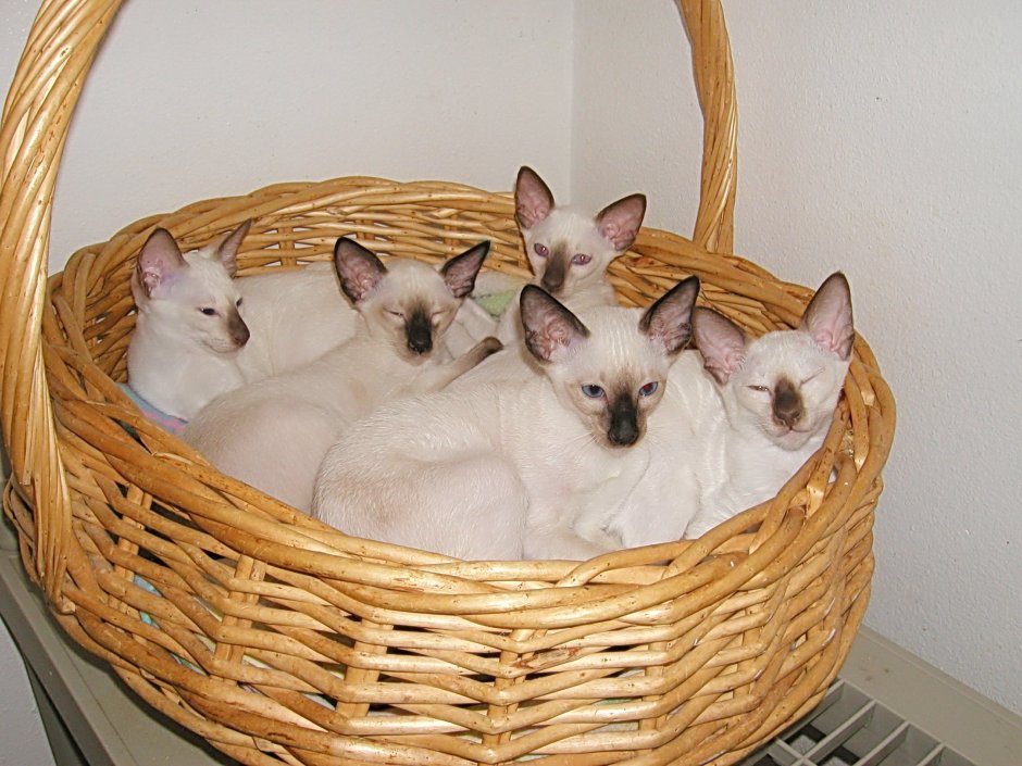 Сиамские котята в корзинке