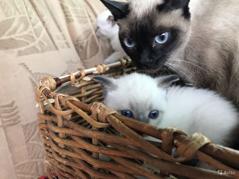 Длинношерстный сиамский котенок новорожденный