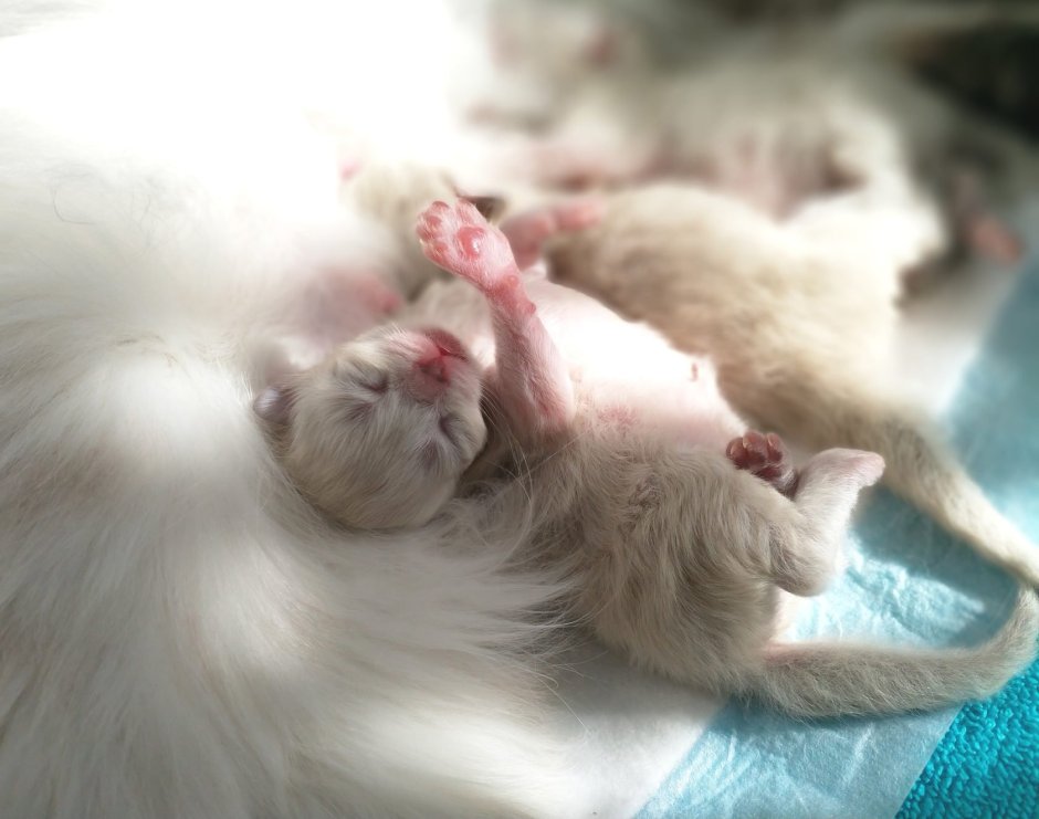Невская маскарадная кошка котята Новорожденные