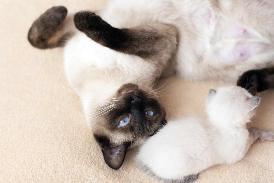Сиамская кошка котенок