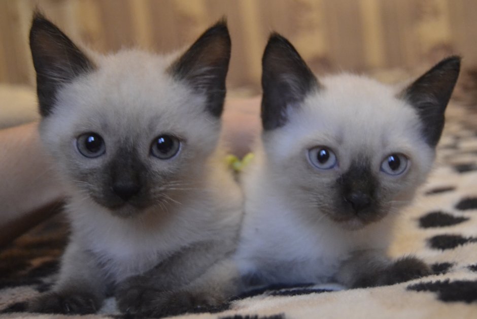 Сиамские котята нечистокровные