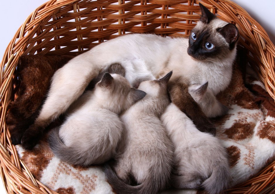 Кошка кормит котят