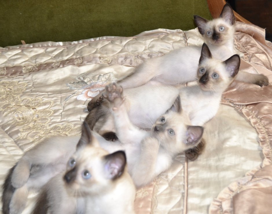 Новорожденные котята сиамской кошки